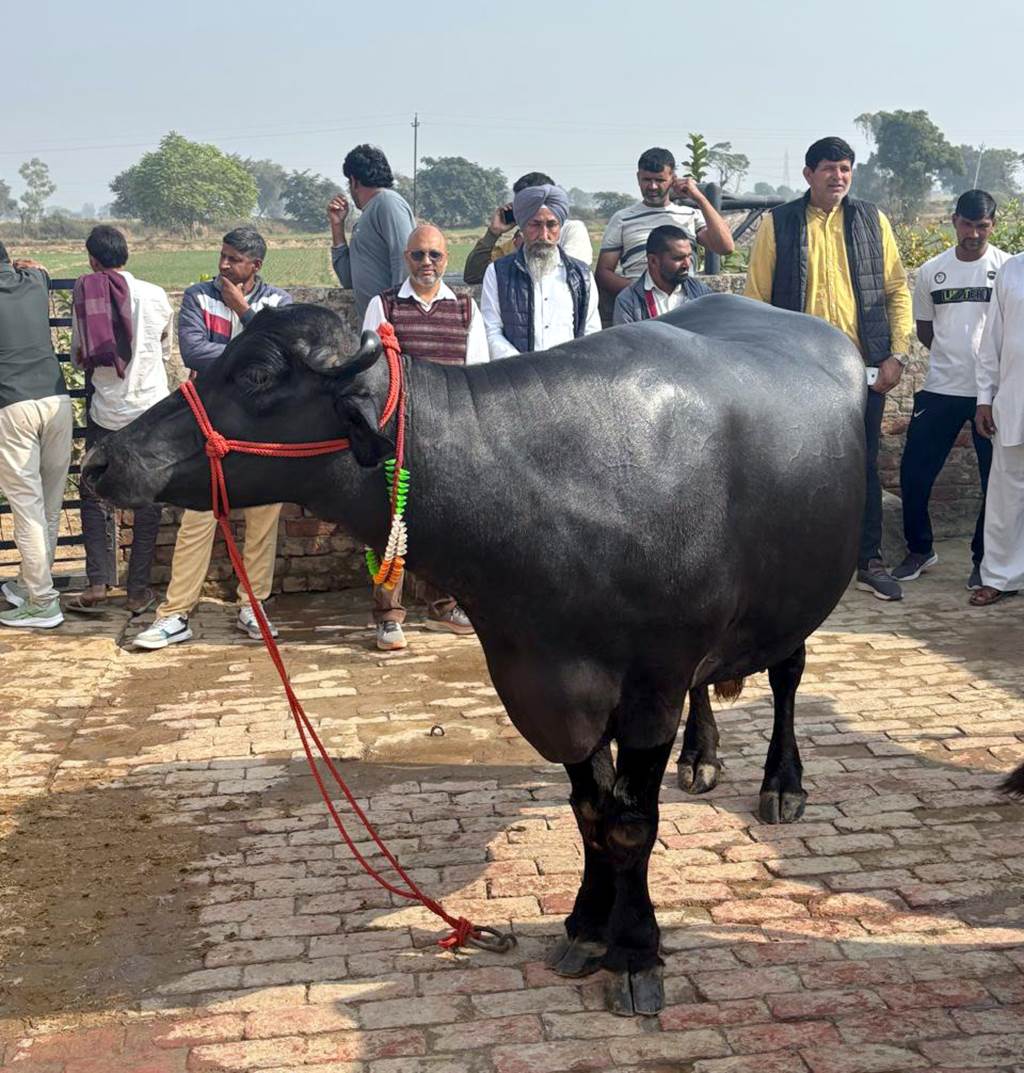 Murrah Buffalo Breed Improvement Gets Major Boost as Vet Varsity Receives Elite Young Bull